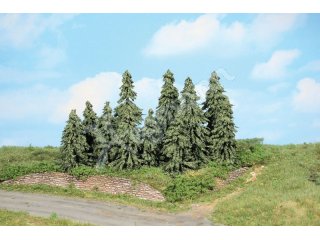 10 Wetterfichten 7-11 cm