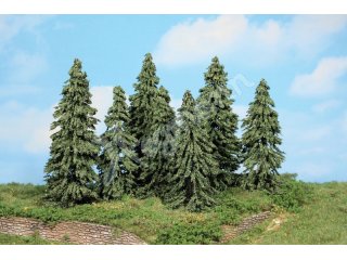 7 Wetterfichten 10-14 cm