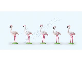 Flamingos